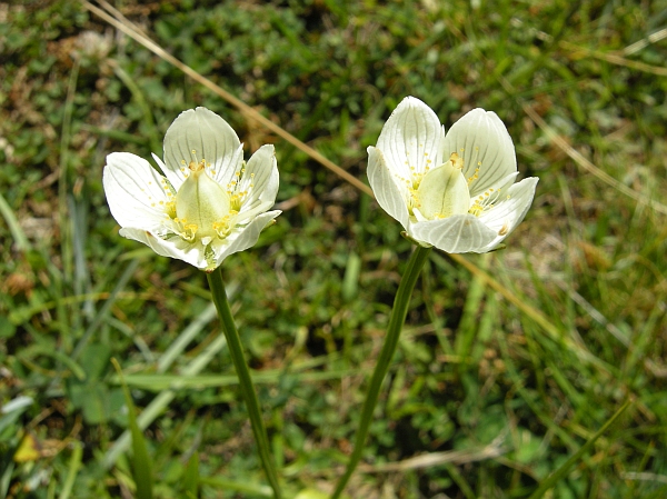 Parnassia palustris / Parnassia